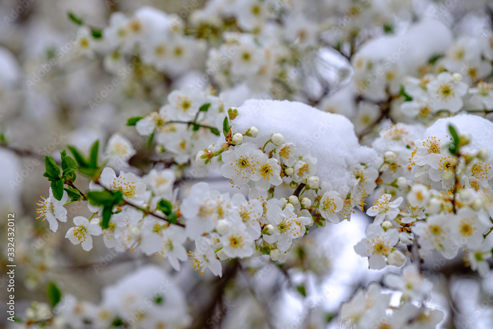 Obraz premium Snow covered cheery blossoms in spring. Global warming changing normal weather.