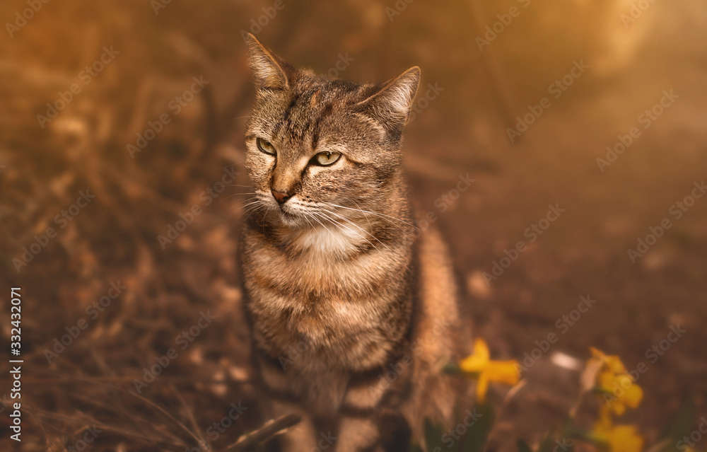 Obraz premium Outdoor cats, dogs or birds portraits in nature or on the street.