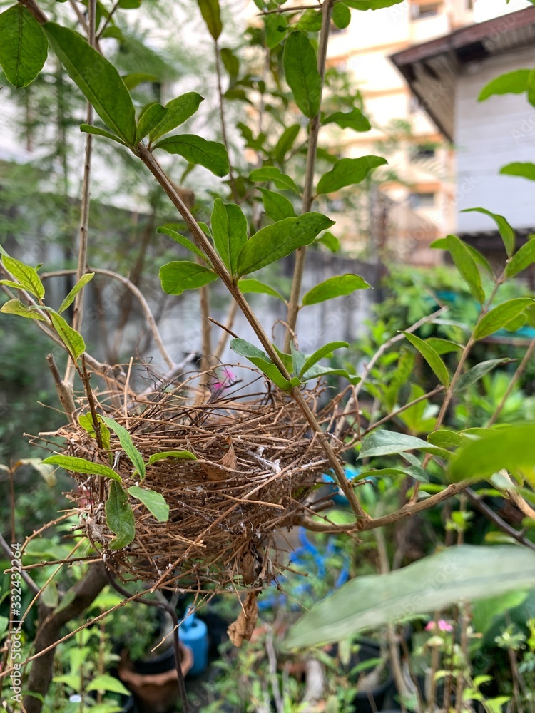 Obraz premium Puste gniazdo bez ptaka