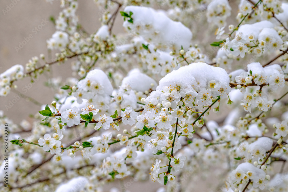 Snow covered cheery blossoms in spring. Global warming changing normal weather.