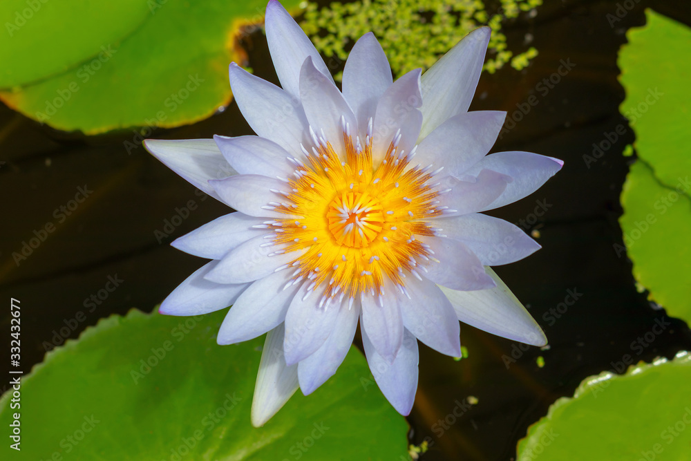 Beautiful Water Lily surrounded by green llily pads Beautiful Water Lily surrounded by green llily pads
