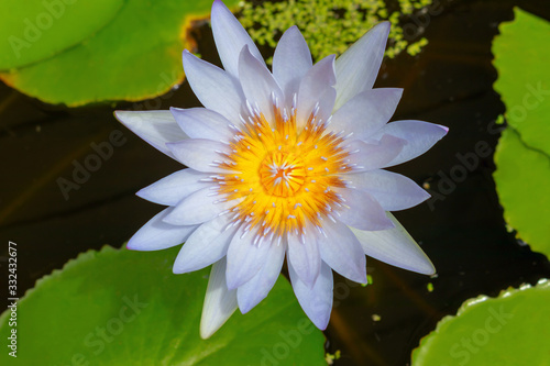 Beautiful Water Lily surrounded by green llily pads
