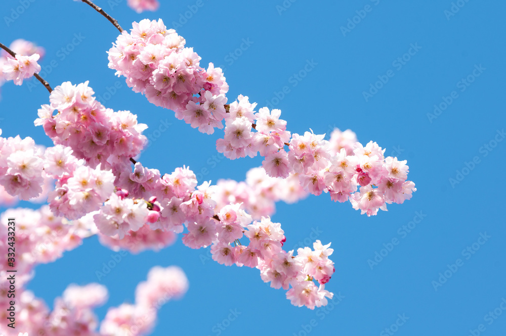 Wunderschön rosafarbende blühende Zierkirschen Blüten vor blauem Himmel. Frühlingserwachen in Jena. Wunderschön rosafarbende blühende Zierkirschen Blüten vor blauem Himmel. Frühlingserwachen in Jena.