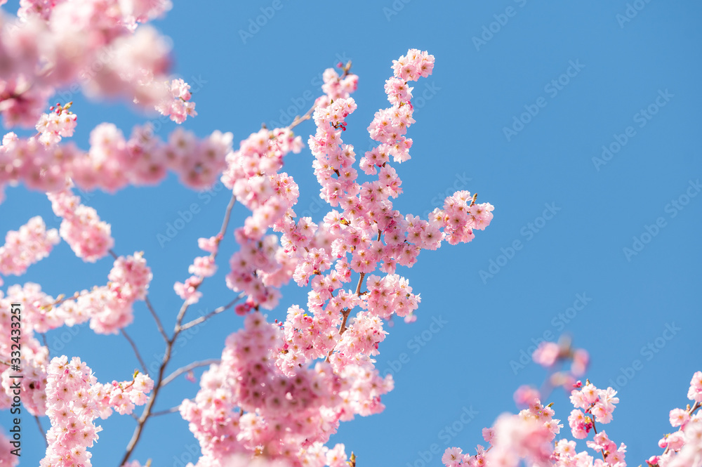 Wunderschön rosafarbende blühende Zierkirschen Blüten vor blauem Himmel. Frühlingserwachen in Jena. Wunderschön rosafarbende blühende Zierkirschen Blüten vor blauem Himmel. Frühlingserwachen in Jena.