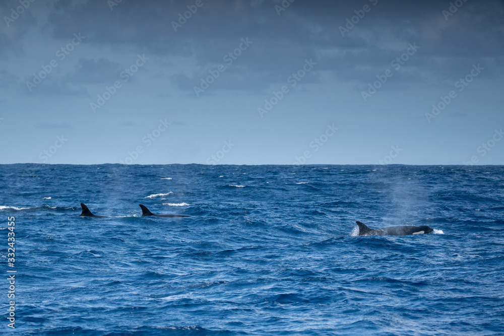 Fototapeta premium Orques