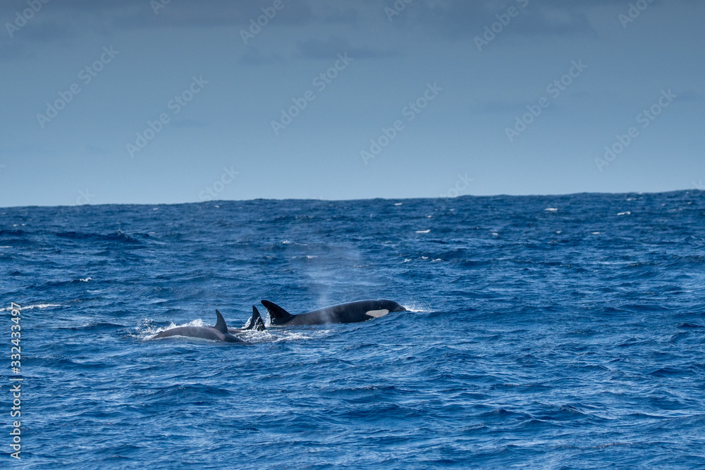 Fototapeta premium Orques