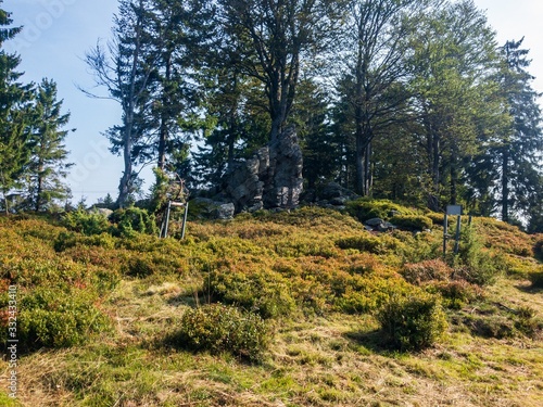 A glade in the bavarian forest in summer