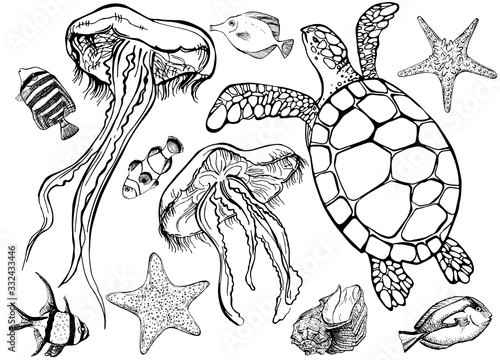 Set of sea - turtle, tropical fish, jellyfish. Vector illustration in line art style.