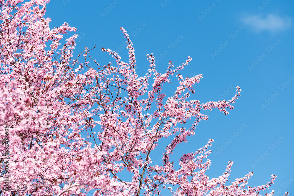 Wunderschön rosafarbende blühende Zierkirschen Blüten vor blauem Himmel. Frühlingserwachen in Jena. Wunderschön rosafarbende blühende Zierkirschen Blüten vor blauem Himmel. Frühlingserwachen in Jena.