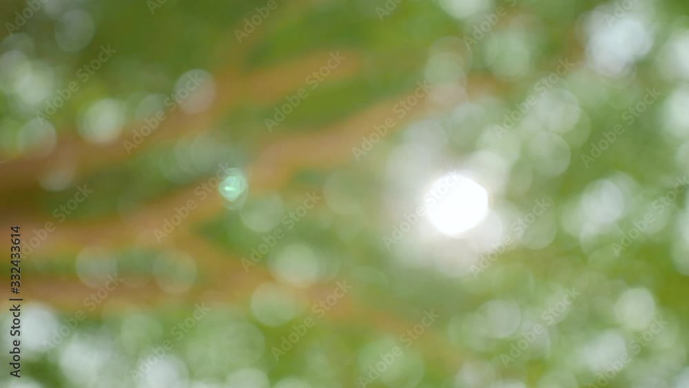 Green background bokeh of rainforest trees in natural daylight in Asia, Thailand. Nature abstract, ecosystem environment and relaxation concepts. Green background bokeh of rainforest trees in natural daylight in Asia, Thailand. Nature abstract, ecosystem environment and relaxation concepts.
