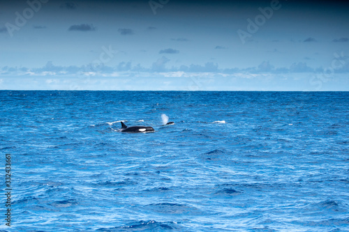 Orques © lylie