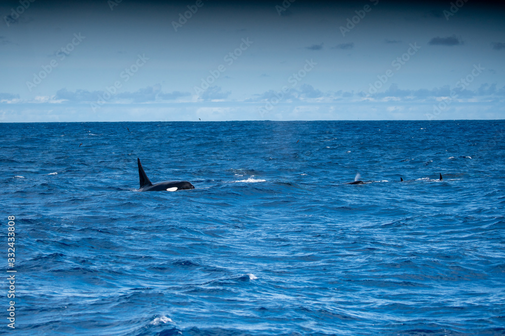 Fototapeta premium Orques