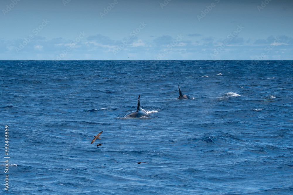 Fototapeta premium Orques