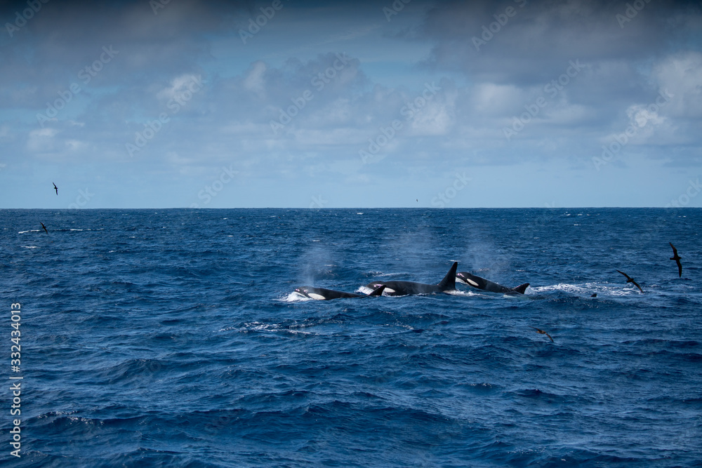 Fototapeta premium Orques