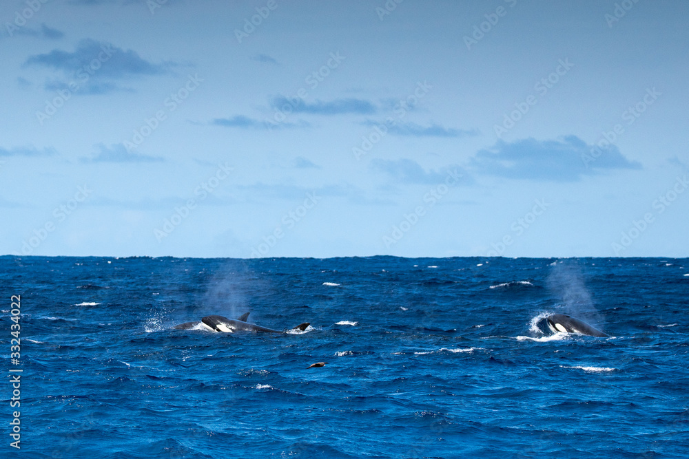 Obraz premium Orques