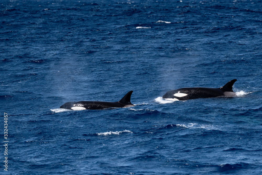 Fototapeta premium Orques