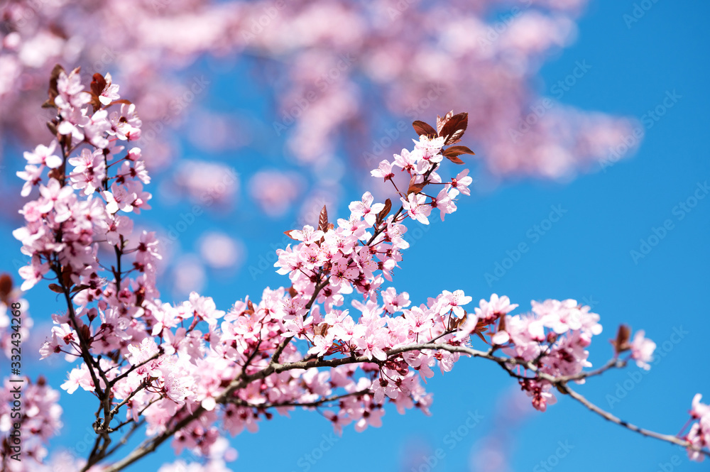 Wunderschön rosafarbende blühende Zierkirschen Blüten vor blauem Himmel. Frühlingserwachen in Jena.