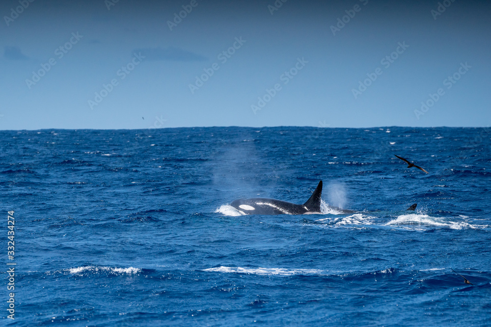 Fototapeta premium Orques