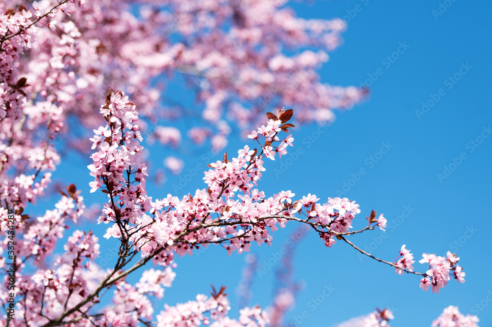 Wunderschön rosafarbende blühende Zierkirschen Blüten vor blauem Himmel. Frühlingserwachen in Jena. Wunderschön rosafarbende blühende Zierkirschen Blüten vor blauem Himmel. Frühlingserwachen in Jena.