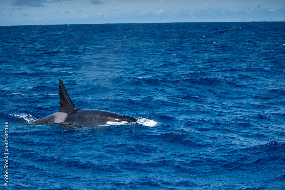 Fototapeta premium Orques