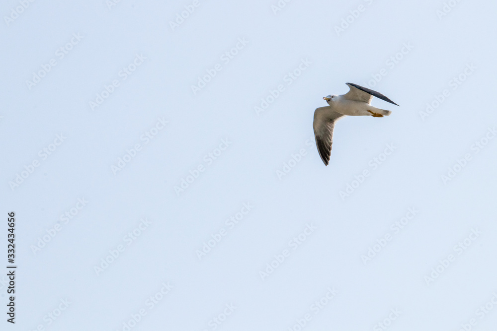 Fototapeta premium dynamic flying seagull on the sky
