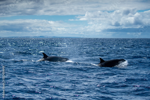 Orques © lylie