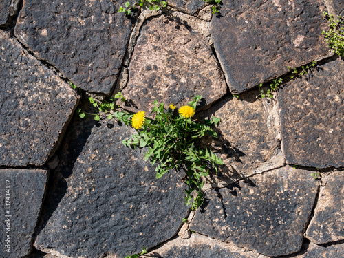 Löwenzahn wächst im Frühling an einer Mauer photo