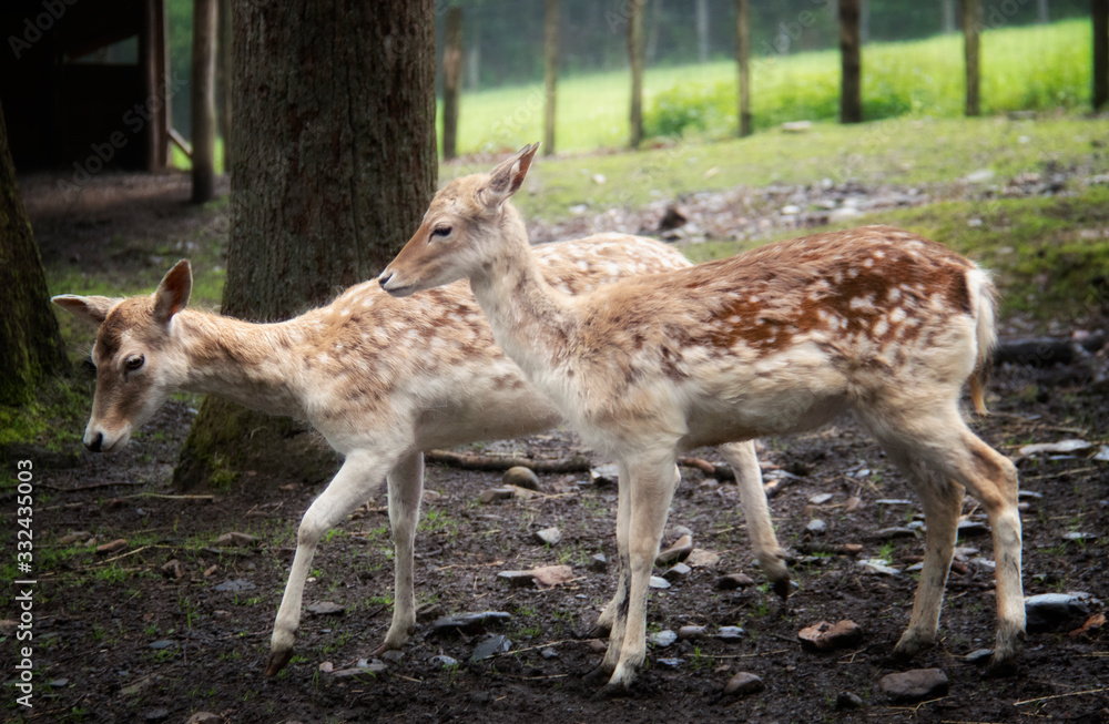 fallow deer in the forest fallow deer in the forest