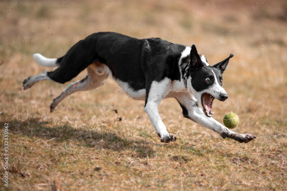 Action capture of a black & white sheep dog running in a field.