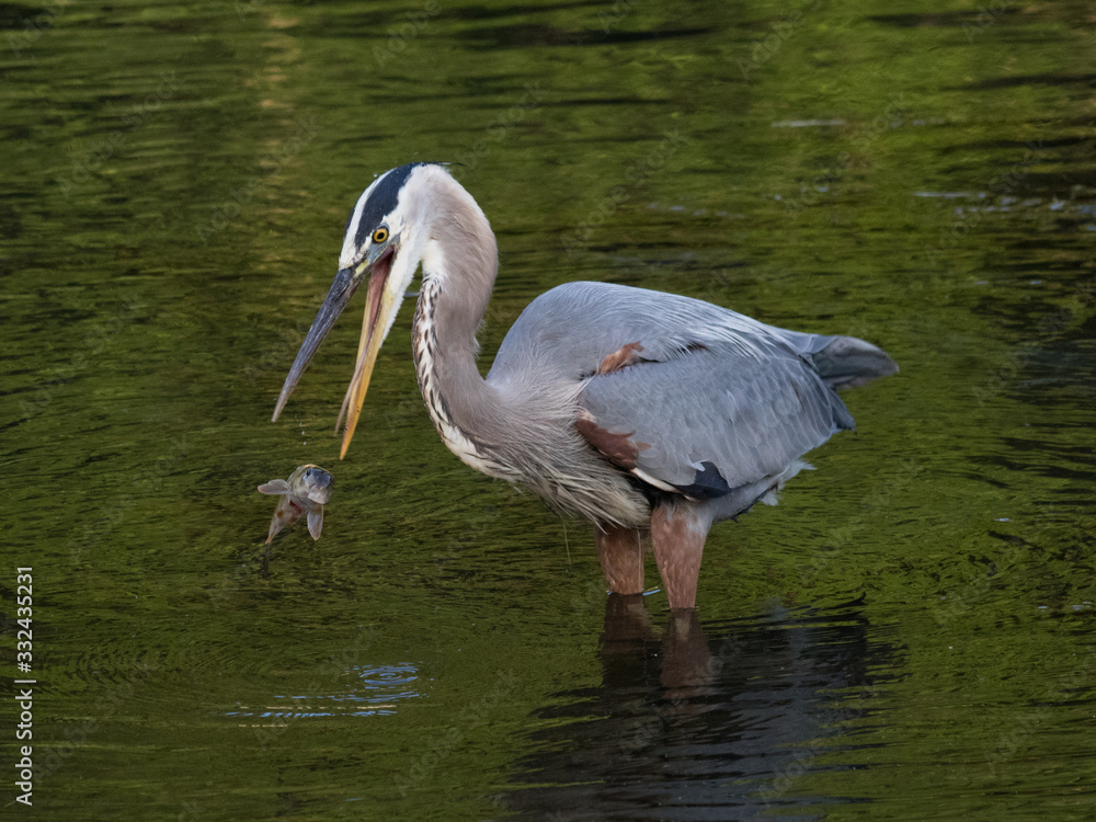 A great blue heron momentarily loses its fishy prey A great blue heron momentarily loses its fishy prey