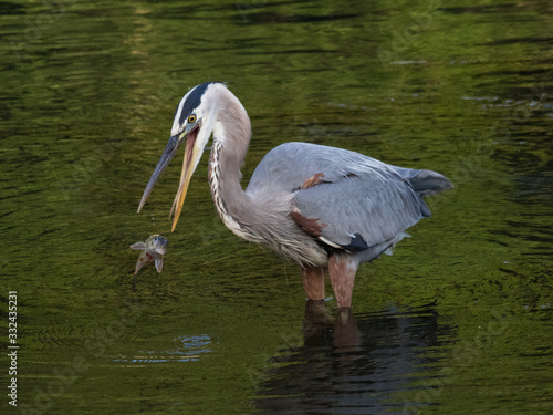 A great blue heron momentarily loses its fishy prey