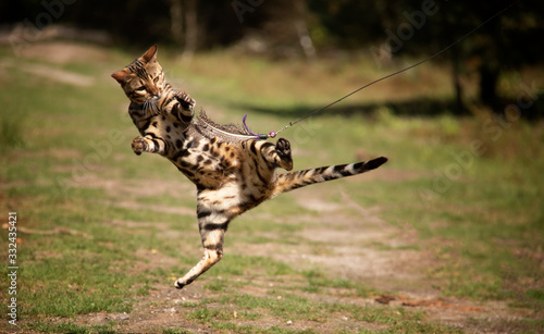 jumping cat