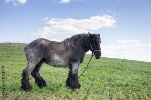 Schilderij op canvas Powerful Belgian horse standing in moldavian field.