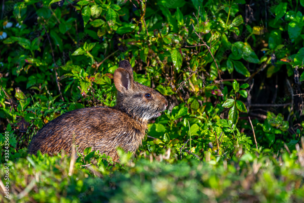 Side view of a Marsh Rabbit (Sylvilagus palustris) at the Ritch Grissom Memorial Wetlands in Florida, USA. Side view of a Marsh Rabbit (Sylvilagus palustris) at the Ritch Grissom Memorial Wetlands in Florida, USA.