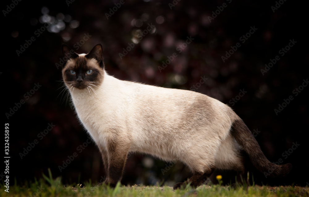 cat on green grass