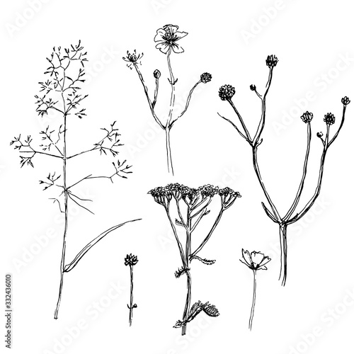 Wild herbs and flowers collection. Hand drawn field and forest plants in sketchy style. Vectorized ink illustration in black and white