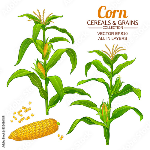 corn vector set