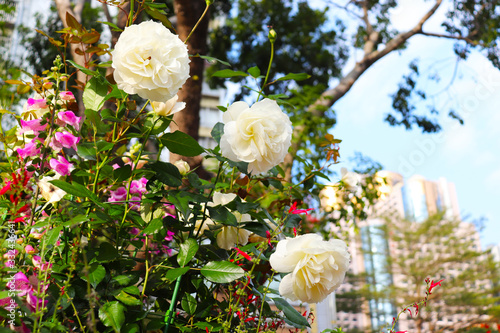 white China roses