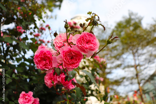 pink China roses