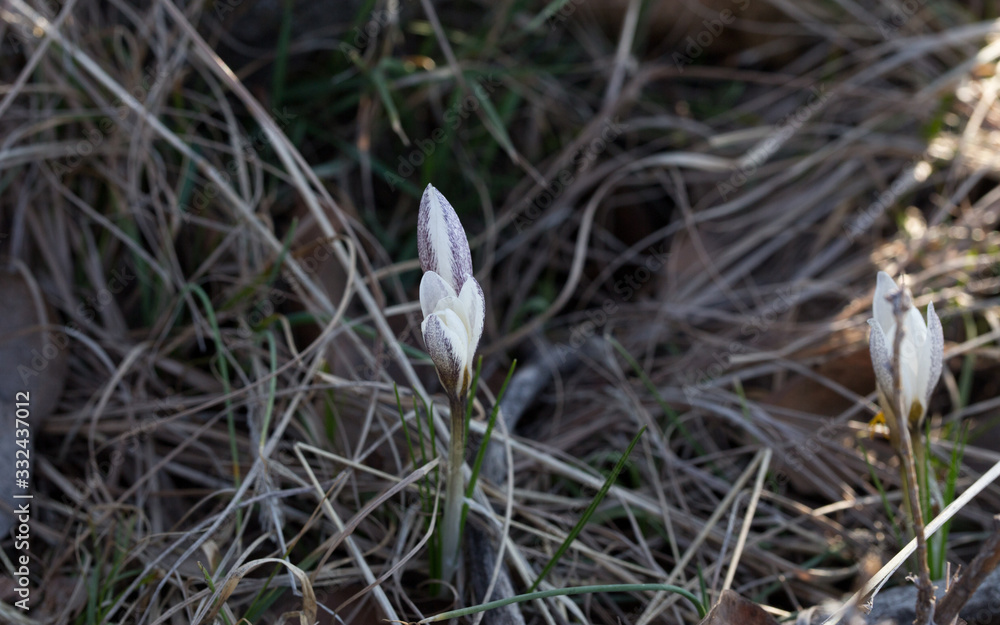 Wild mountain crocus. Spring primrose. Early flower. Beautiful natural background Wild mountain crocus. Spring primrose. Early flower. Beautiful natural background