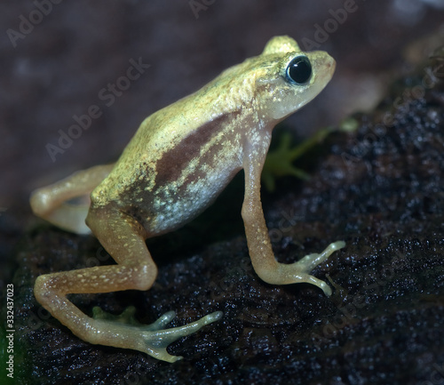 Kihansi Spray Toad from Tanzania. Discovered in 1996.