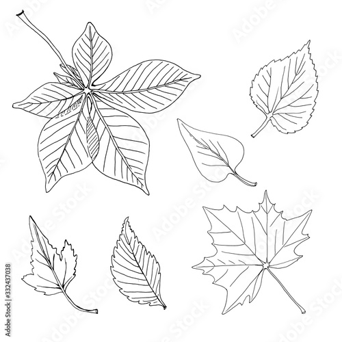 Doodle leaves. Simple organic shapes collection. Hand drawn design elements. Vector illustration