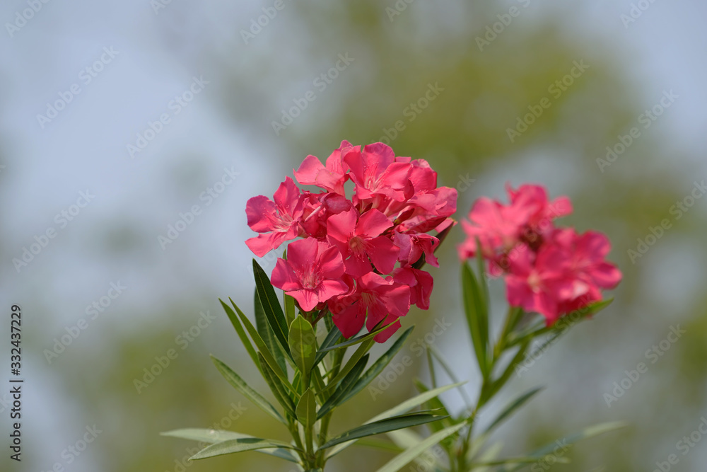 Beautiful of Oleander flower with blur background. Beautiful of Oleander flower with blur background.