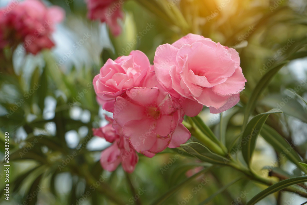 Beautiful of Oleander flower with blur background.