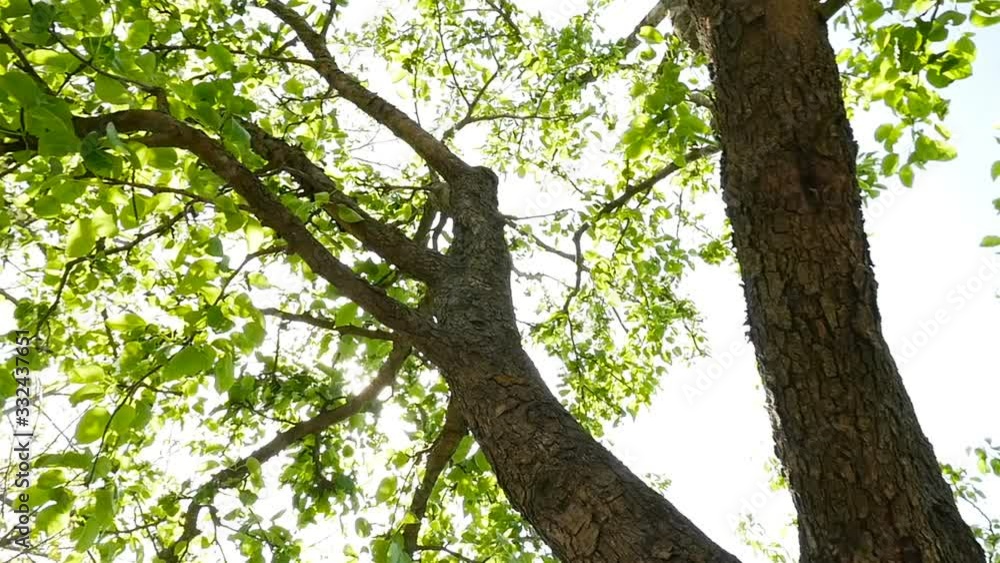 A tree with green leaves. Bright rays of the sun. Slow motion A tree with green leaves. Bright rays of the sun. Slow motion