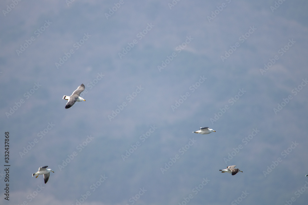 Fototapeta premium dynamic flying seagull on the sky