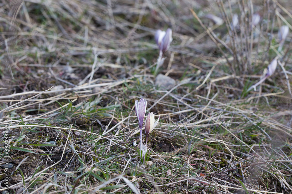 Wild mountain crocus. Spring primrose. Early flower. Beautiful natural background