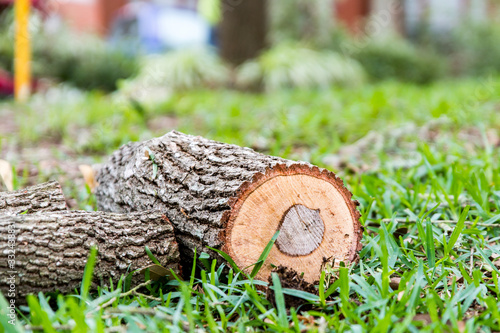 Oak log in st Augustine grass