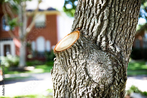 Fresh cut on a tree after being pruned