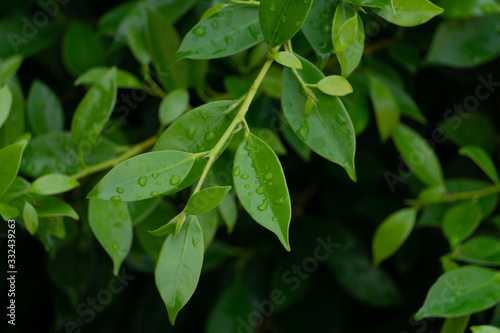 Wallpaper Mural The leaves of the banyan tree have a spray of water. Torontodigital.ca